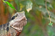 Australische Wasseragame_1.jpg